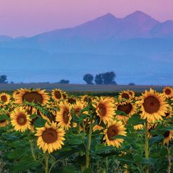Sunflower field at dusk with the silhouette of mountains in the distance in Berthoud, Colorado