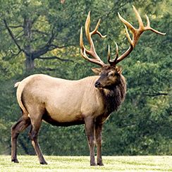 Majestic bull elk with a large, impressive antler rack standing in a grassy field in Loveland, Colorado