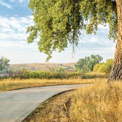 Serenity in Timnath, Colorado: A paved pathway curving around a large tree with lush foliage, with golden grasses and gentle hills in the background