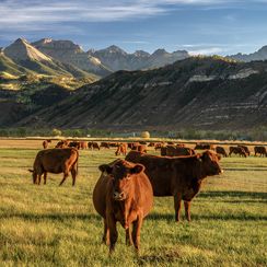 Cattle grazing in a field with the backdrop of the sunlit mountain range near Wellington, Colorado.