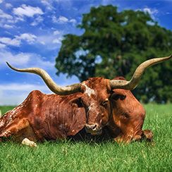 Texas Longhorn cow resting in a lush green field under a blue sky with fluffy clouds in Greeley, Colorado.